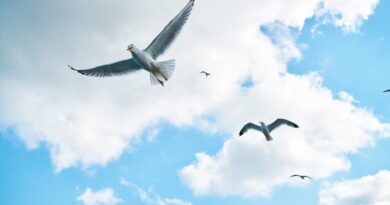Cloud Migration Myths Debunked