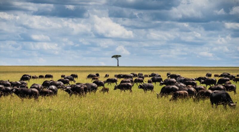 Understanding the Cloud Migration Lifecycle