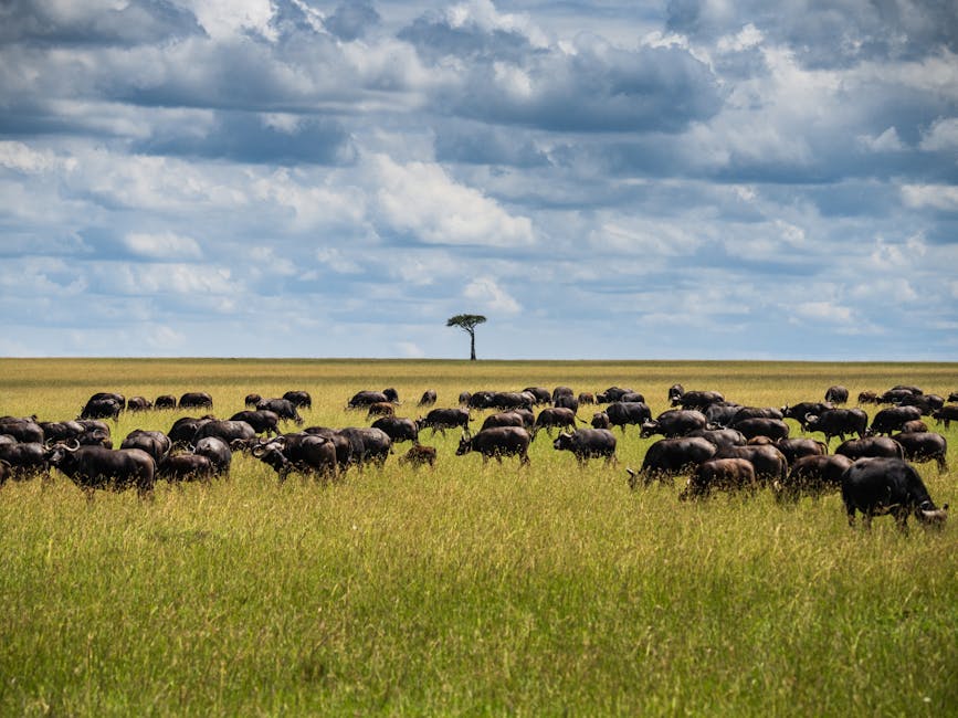 Understanding the Cloud Migration Lifecycle
