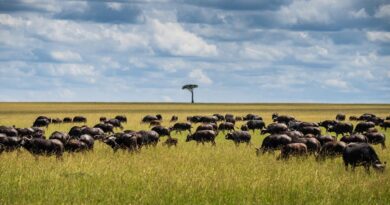 Cloud Migration Timelines: What to Expect